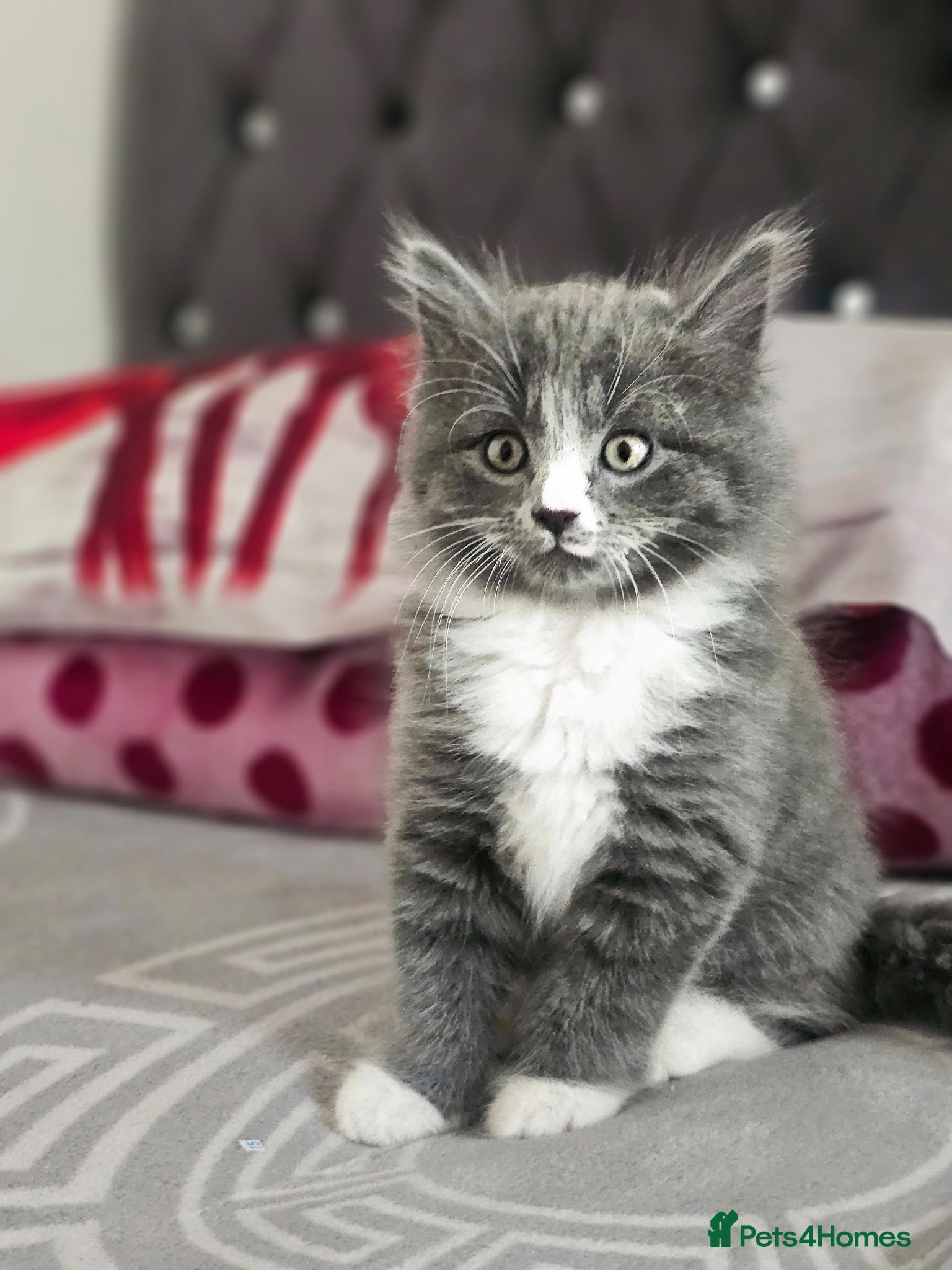 British Longhair cats BRITISH LONGHAIR  BRITISH SHORTHAIR  - Advert 4