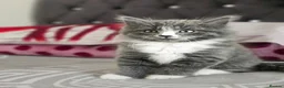 British Longhair cats for sale: BRITISH LONGHAIR  BRITISH SHORTHAIR  - Advert 1