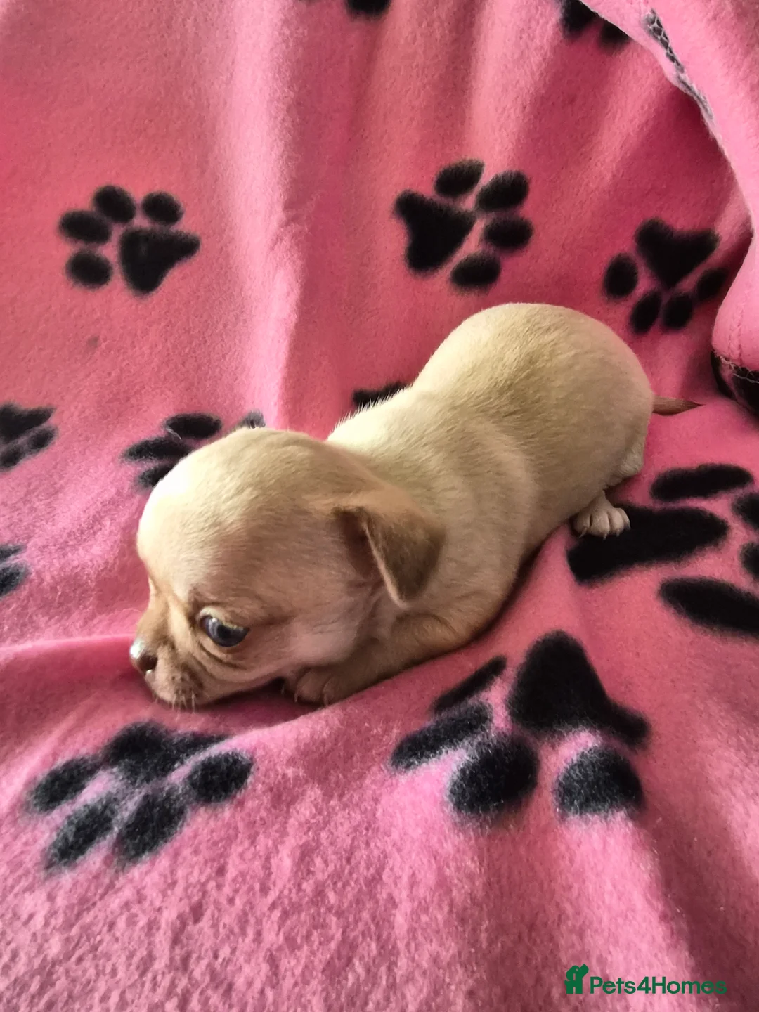 Chihuahua dogs for sale: ONE LAST MERLE BOY READY NOW - Advert 3