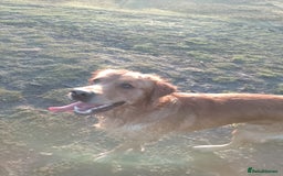 Golden Retriever dogs for stud: Golden Retriver Red/Dark Stud Dog - Image 12