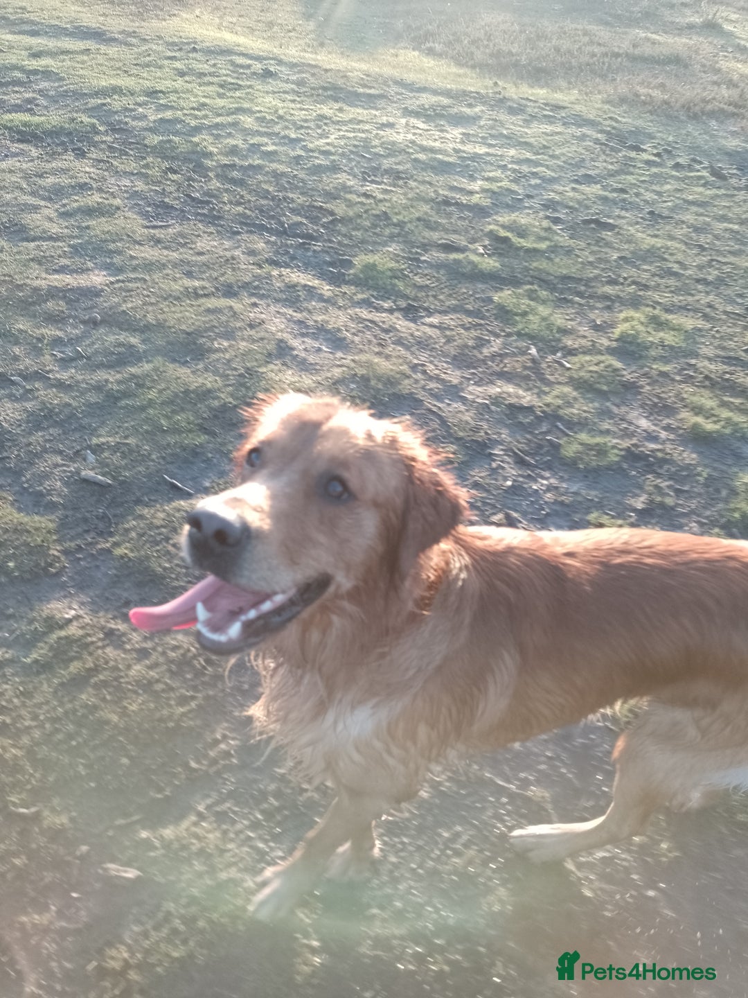 Golden Retriever dogs for stud: Golden Retriver Red/Dark Stud Dog - Image 12