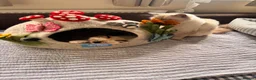 Ragdoll cats for sale: Stunning ragdolls kitten 🥰 - Advert 27