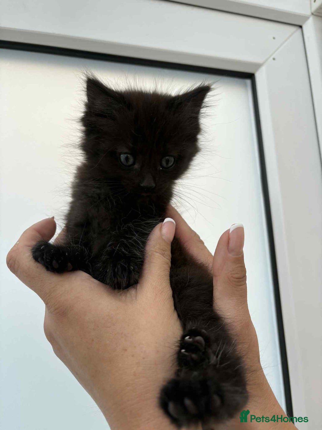 Mixed Breed cats for sale: Maine coon xxx - Image 21