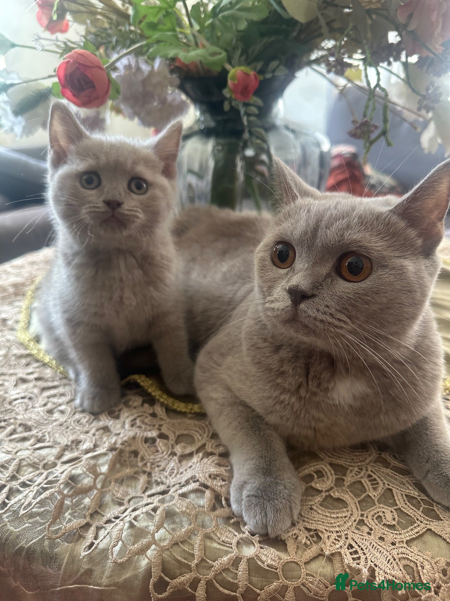 British Shorthair cats British shorthair  - Advert 1