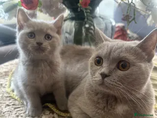 British Shorthair cats British shorthair - Advert 1