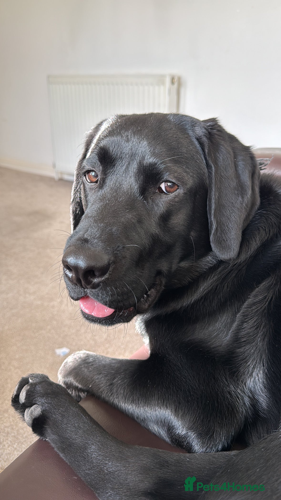 Labrador Retriever dogs Labrador male 1 year old for sale  - Advert 2