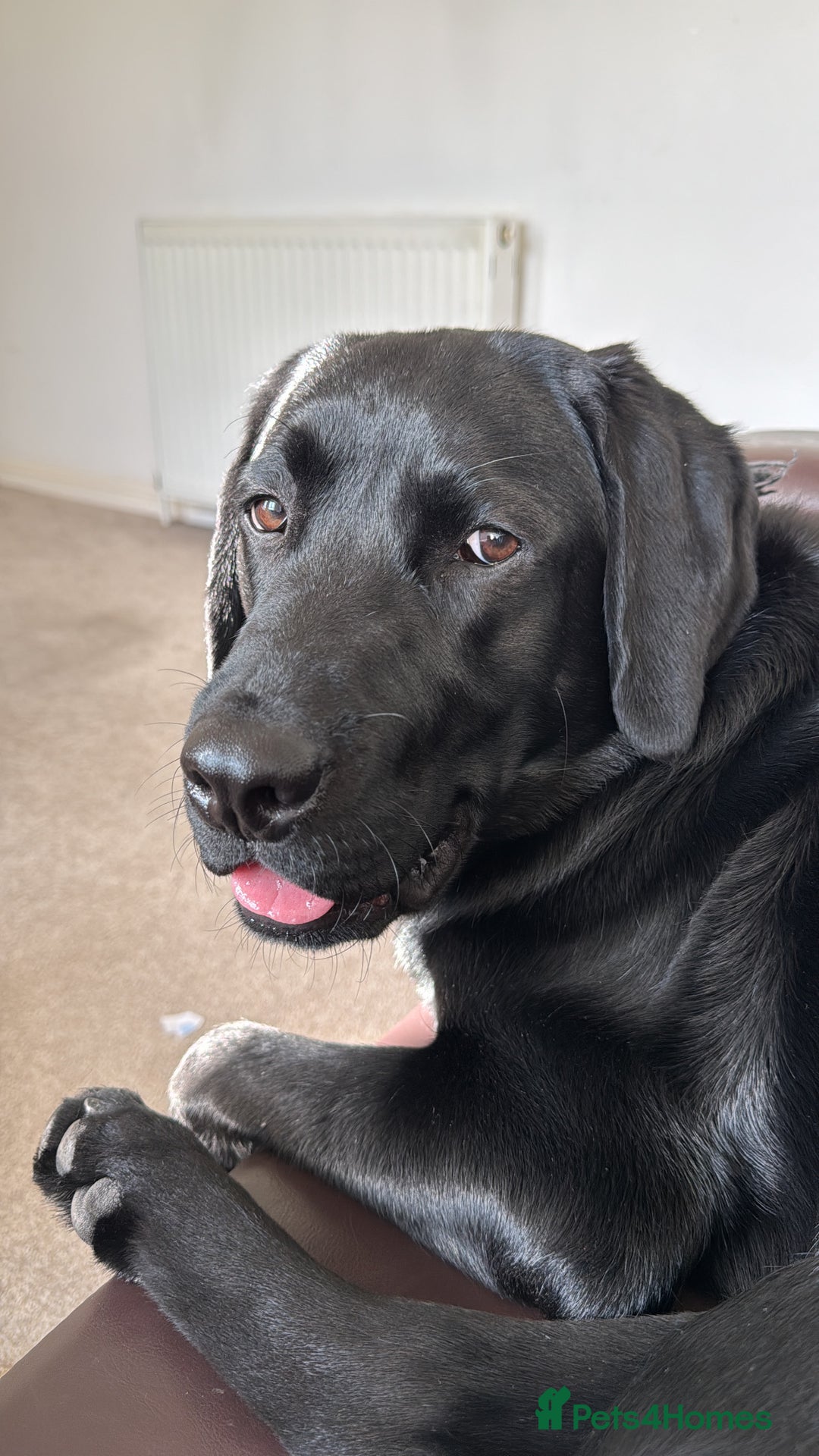 Labrador Retriever dogs for sale: Labrador male 1 year old for sale  - Advert 1