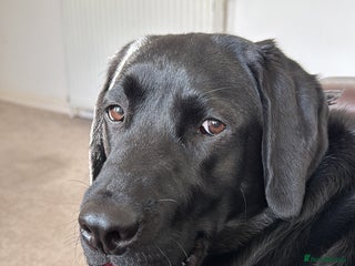 Labrador Retriever dogs Labrador male 1 year old for sale - Advert 1