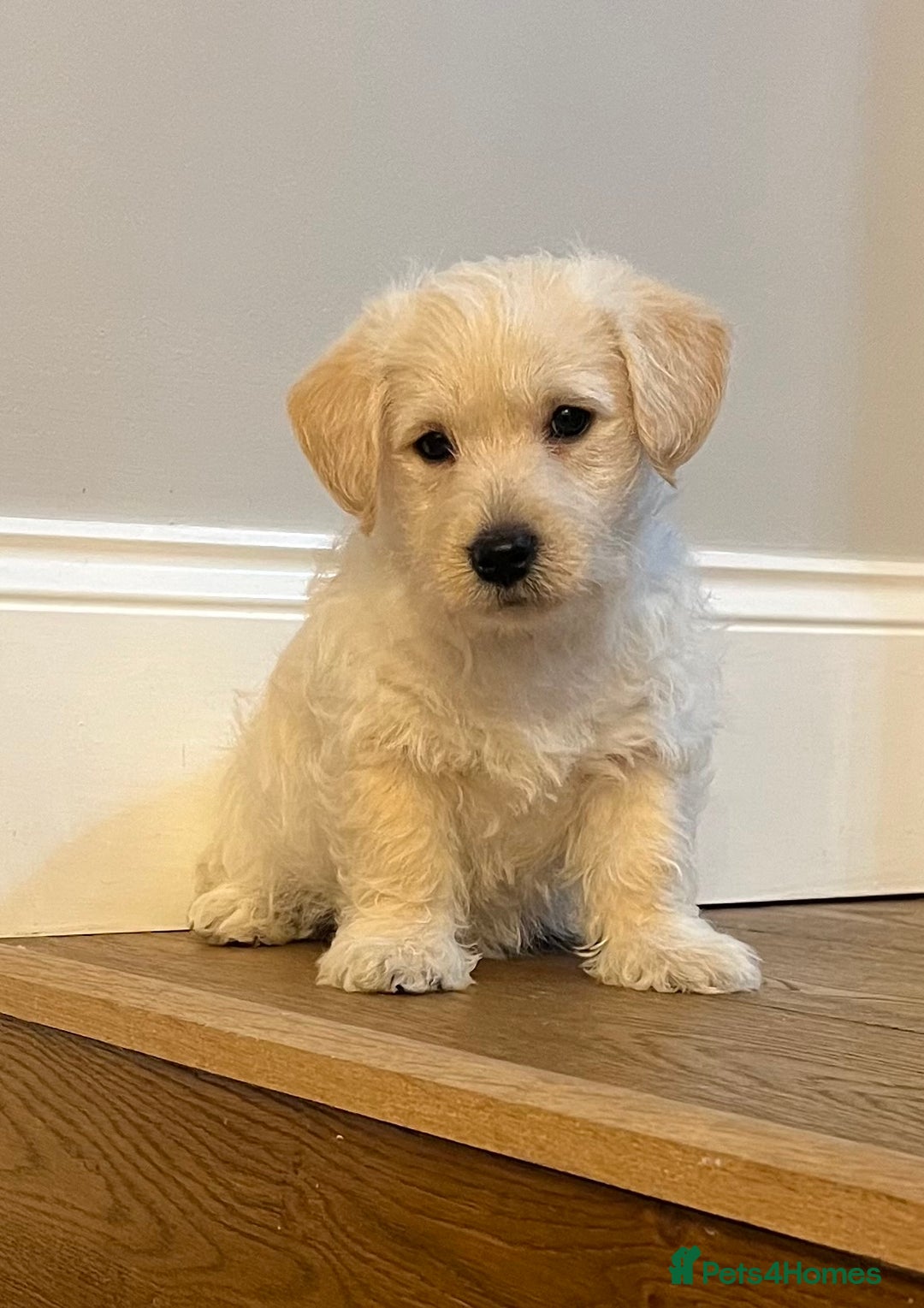 West Highland Terrier dogs for sale: Adorable Westiepoo puppy  - Advert 5