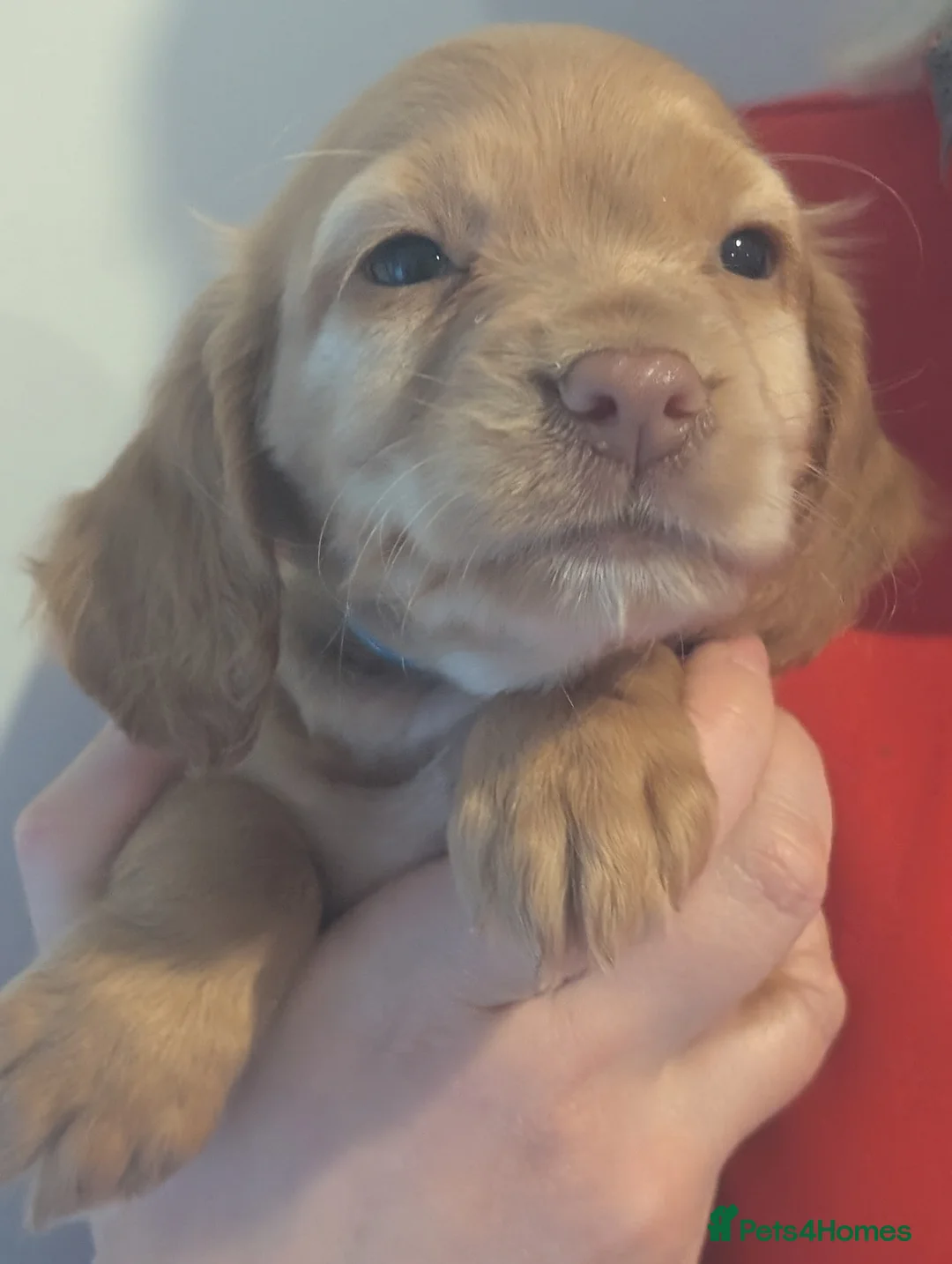 Cocker Spaniel dogs for sale: Pups from Health Tested Champion Trialling lines. - Advert 8