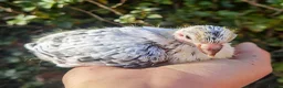 Pigeons birds for sale: Pigeons [Semi Hand-Raised] - Fancy & Racing Breeds - Advert 6