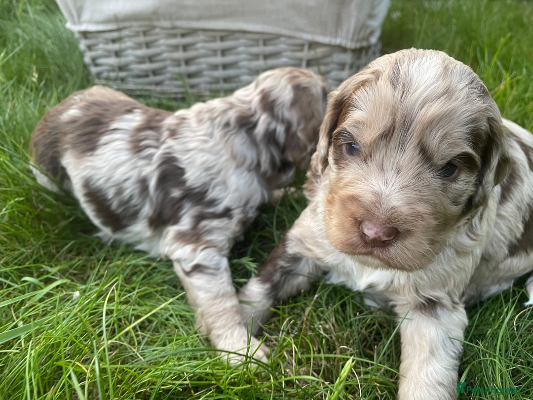 Sproodle dogs for sale: Sproodle Puppy 3 - 💥 Rare Gorgeous Chocolate Merle Sproodles 🐶 - Image 25