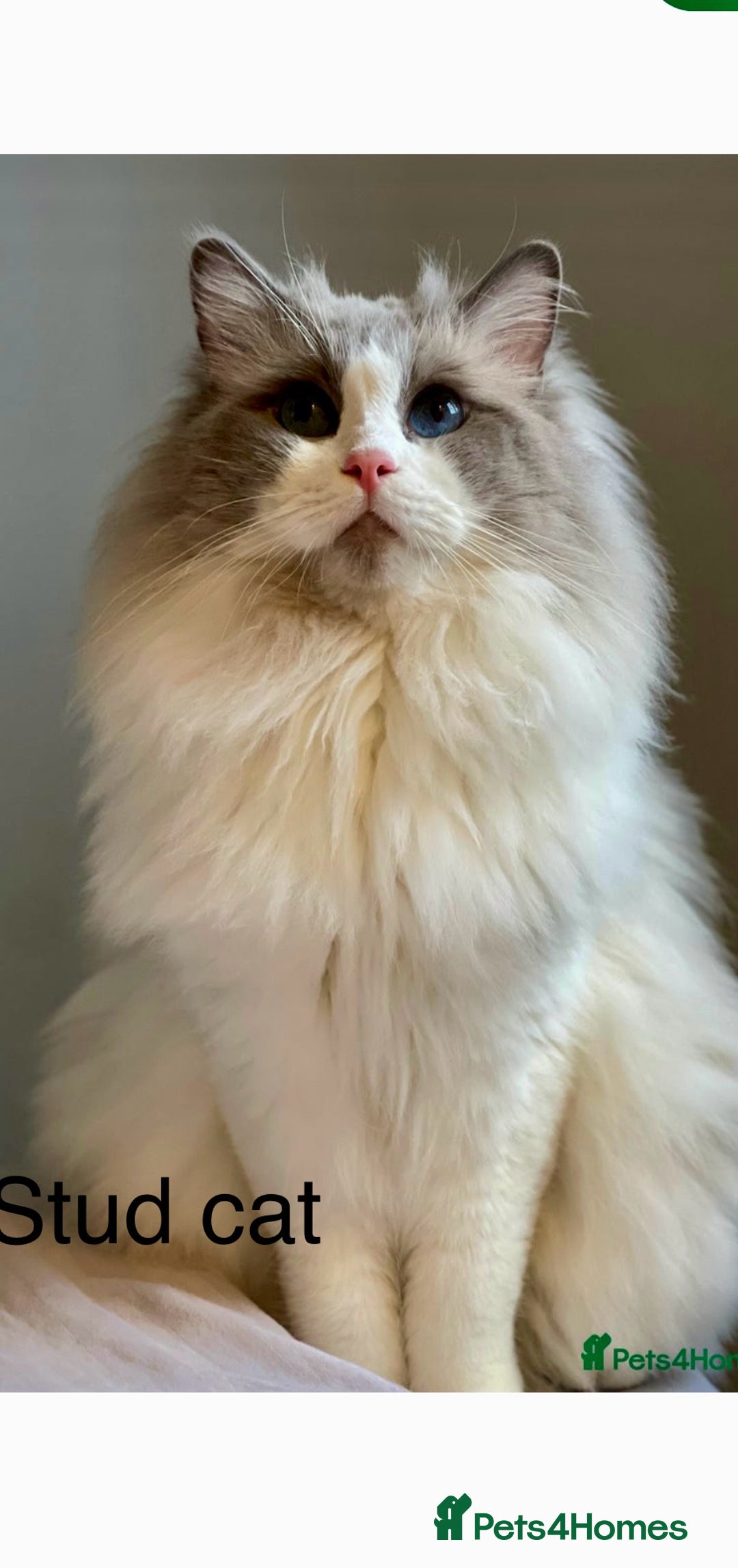 Ragdoll cats for sale: Exquisite, truly unique Ragdolls & Ragfold kittens - Advert 34