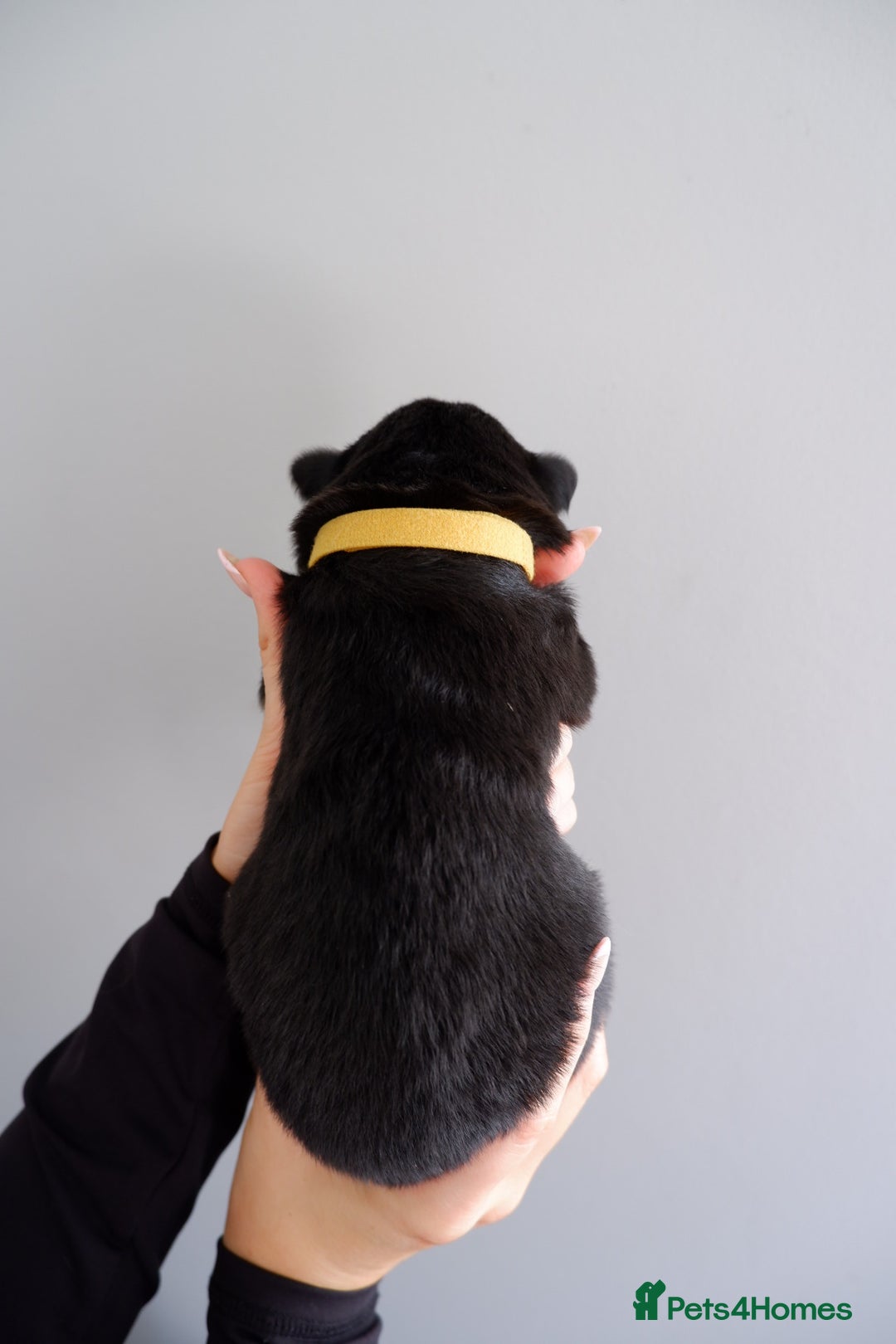 German Shepherd dogs for sale: 7 CHUNKY GERMAN SHEPHERD PUPPIES KC REGISTERED - Image 16