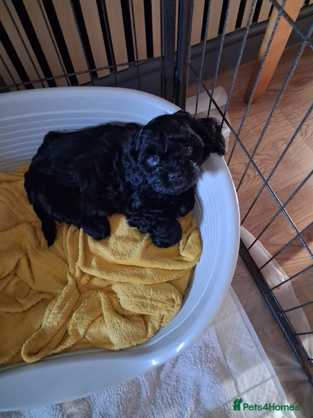 Mixed Breed dogs for sale: Lhasapoo puppies  in Barrow-in-Furness - Advert 2