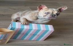 French Bulldog dogs for sale: Pablo - Advert 12