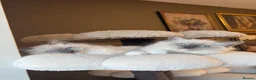 Ragdoll cats for sale: Pure bred European Ragdolls  - Advert 4