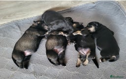 Miniature Schnauzer dogs for sale: Outstanding Miniature Schnauzer Puppies - Image 14