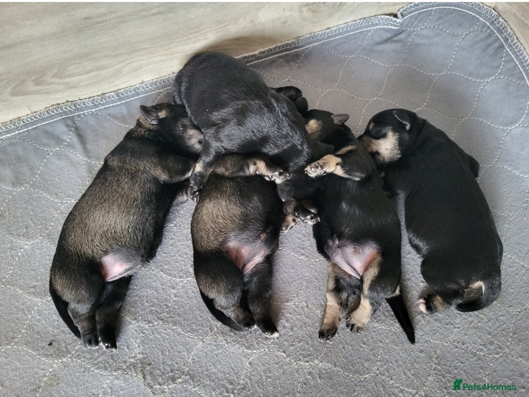 Miniature Schnauzer dogs for sale: Outstanding Miniature Schnauzer Puppies - Image 14