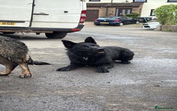 German Shepherd dogs for stud: GHOST *Stud only* - Advert 5