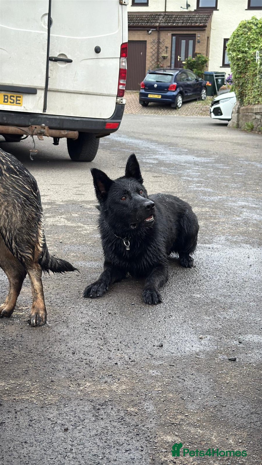 German Shepherd dogs for stud: GHOST *Stud only* - Advert 5