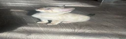 Bengal cats for sale: Bengal kittens blue eye snow and a green eye mink in Bradford - Advert 4