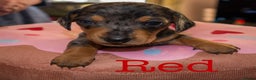Miniature Dachshund dogs for sale: 4 KC Reg Miniature Dachshund - 3 Boys & 1 Girl - Advert 3