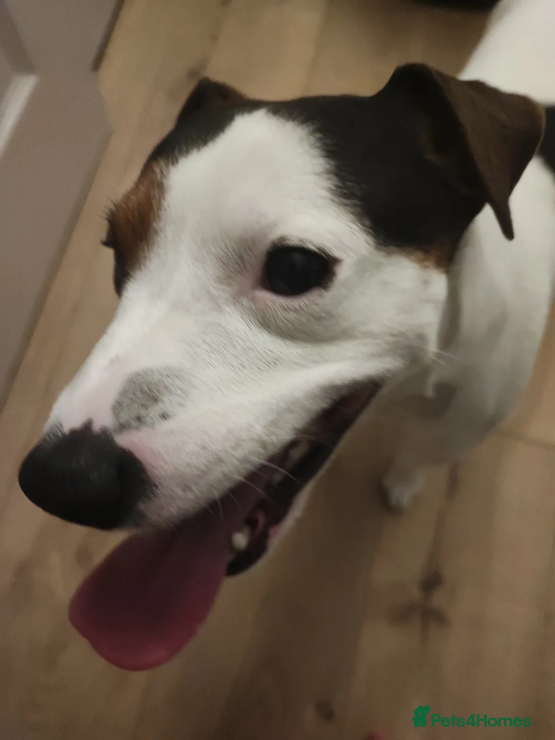 Jack Russell dogs for stud: JRT for stud only  - Advert 2