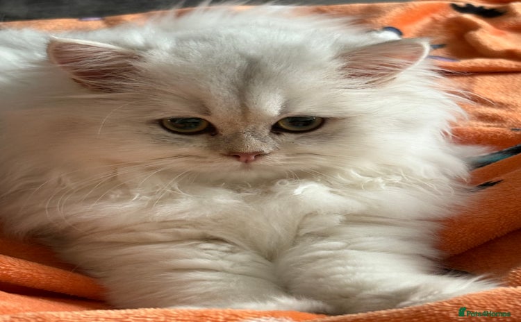 British Longhair cats - Advert 1