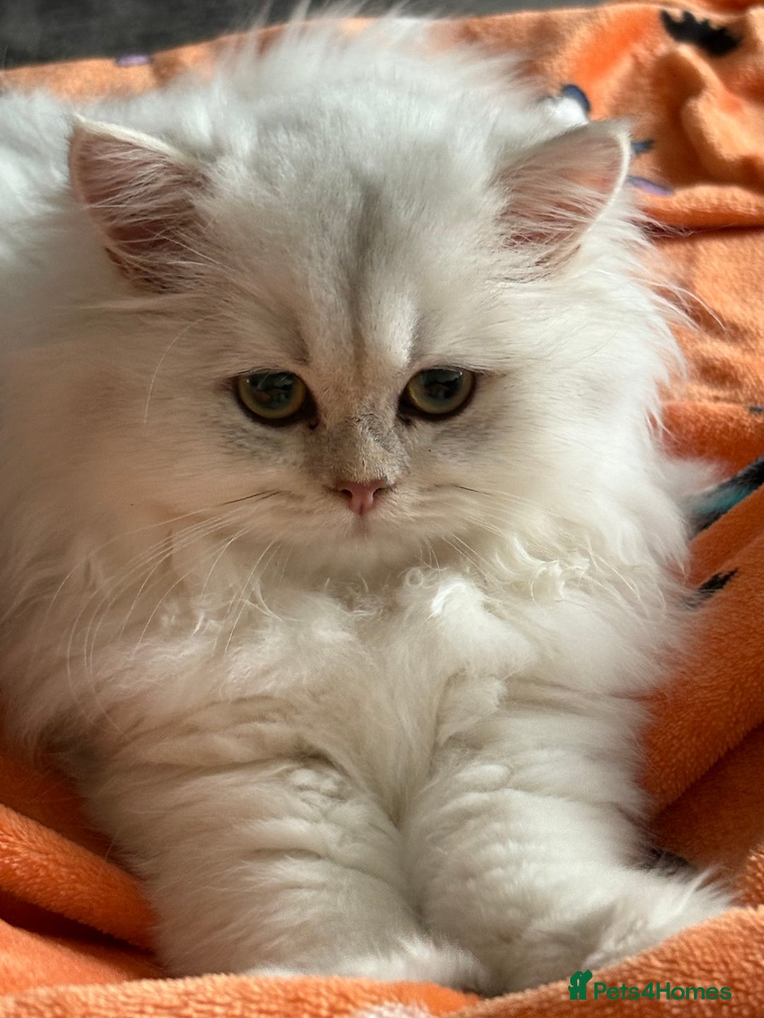 British Longhair cats for sale: Adorable Fluffy White Long-Haired Boy  - Image 1