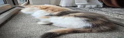 Mixed Breed cats for sale: 2 Beautiful Female Kittens 11 Weeks Old - Advert 4