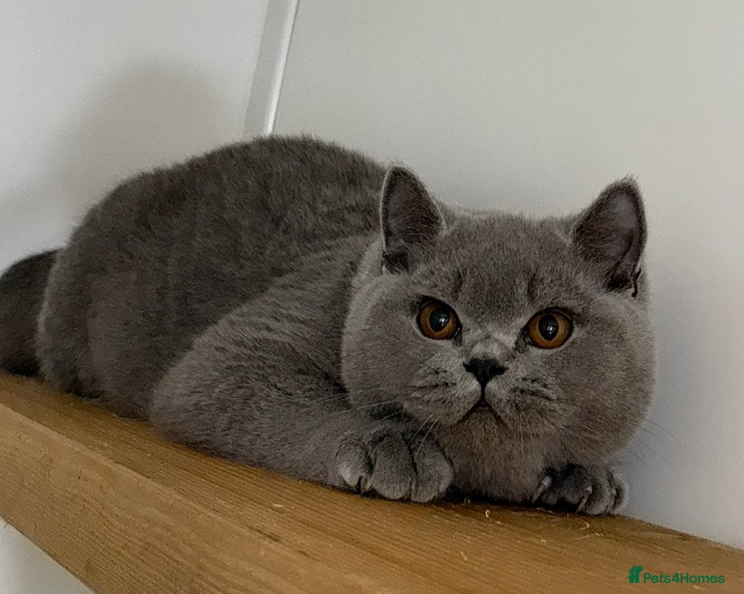British Shorthair cats for sale: Lovely BSH  - Image 26