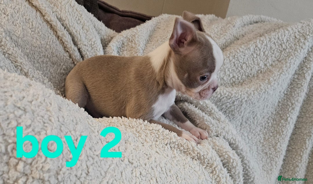 Boston Terrier dogs for sale: Lilac boston babies  - Image 11