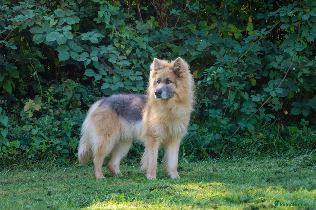 German Shepherd dogs for sale: KC health tested parents 💙 - Advert 5