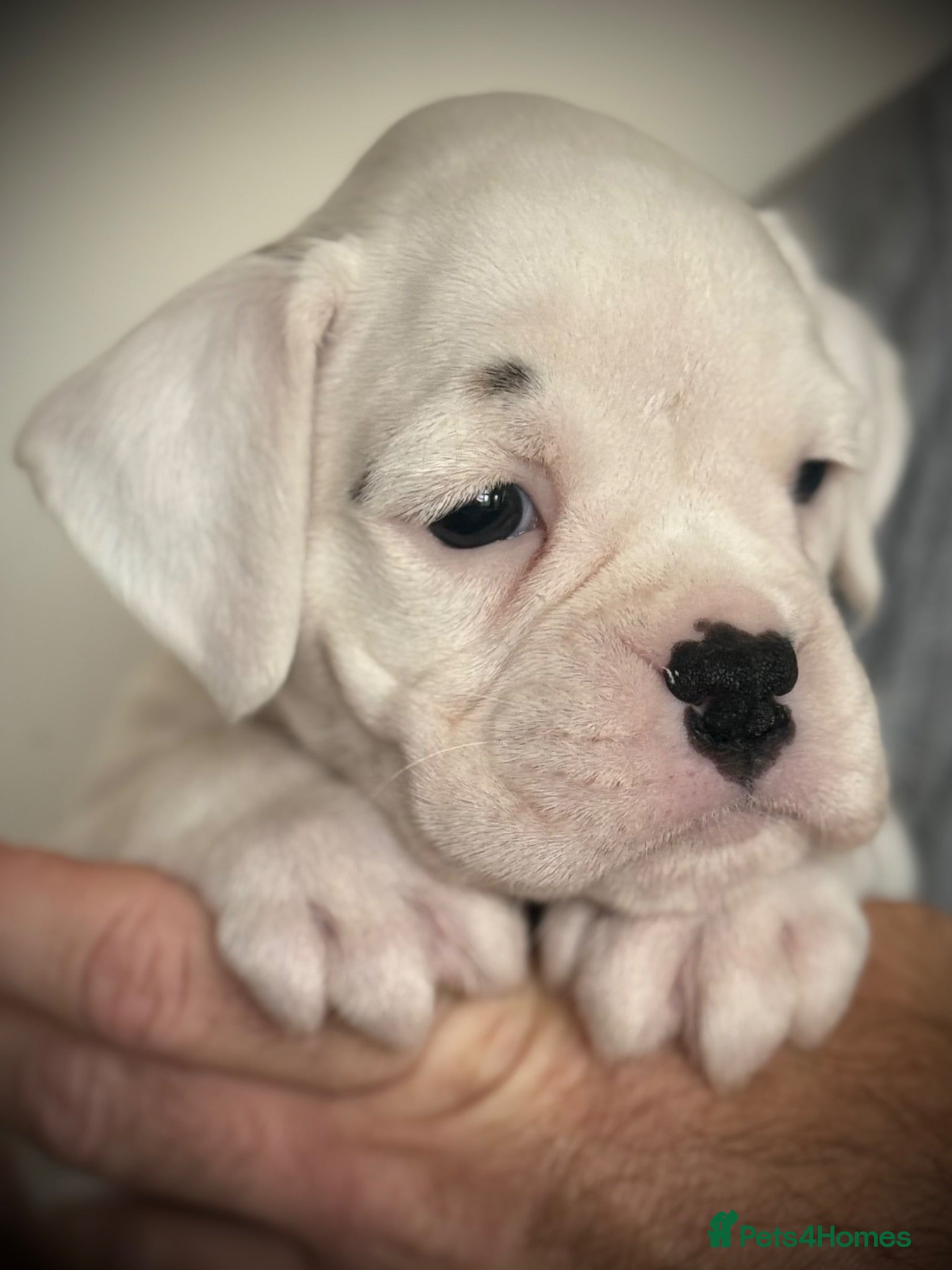 Boxer dogs Beautiful Boxer Available - Advert 3