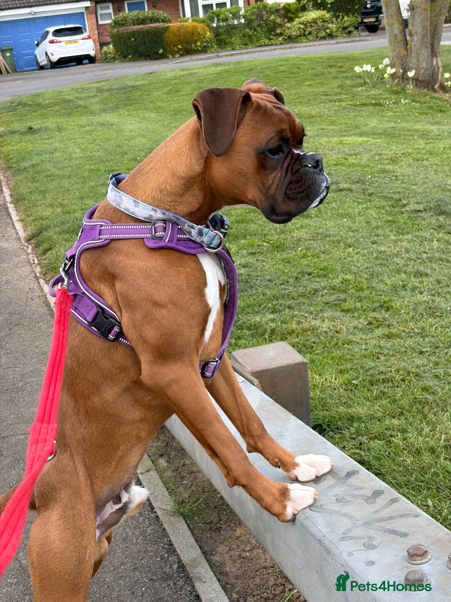 Boxer dogs Boxer puppy, 10 months - Advert 2