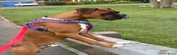 Boxer dogs for sale: Boxer puppy, 10 months in Leicester - Advert 1