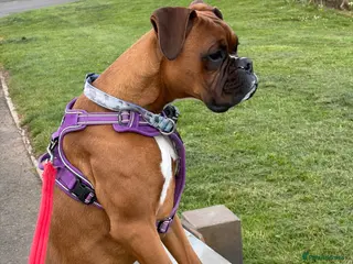 Boxer dogs Boxer puppy, 10 months - Advert 5