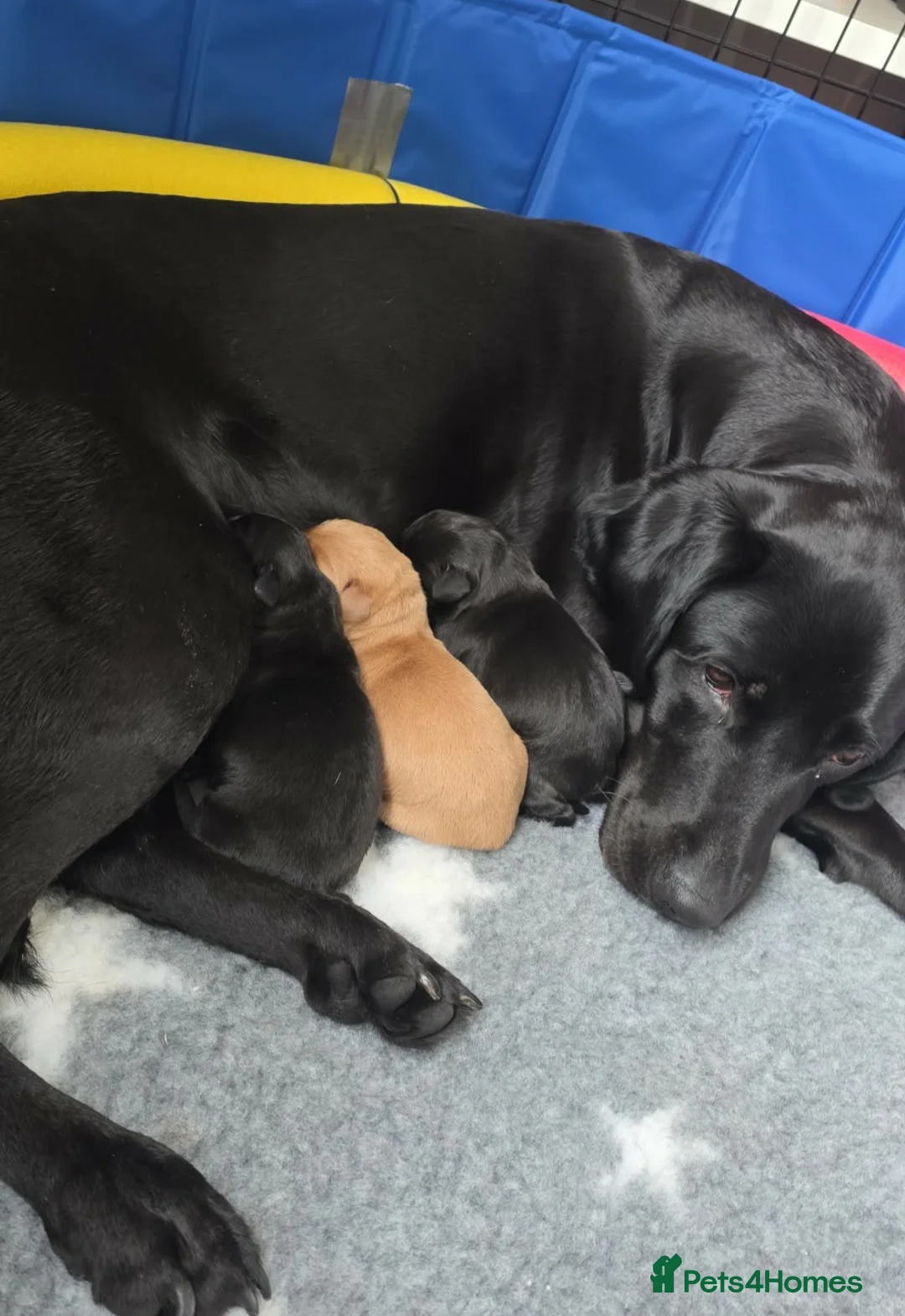 Labrador Retriever dogs for sale: KC registered labrador puppies  in York - Advert 9