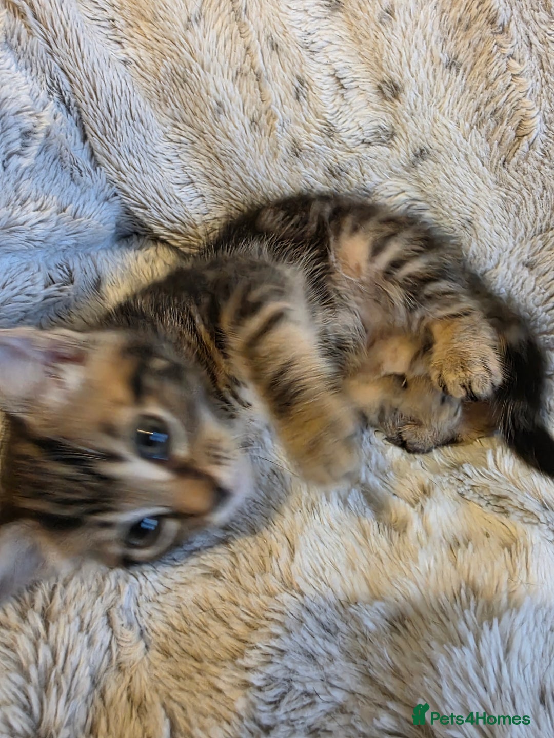 Mixed Breed cats for sale: 2 Male Stripy Kitten's - Advert 28