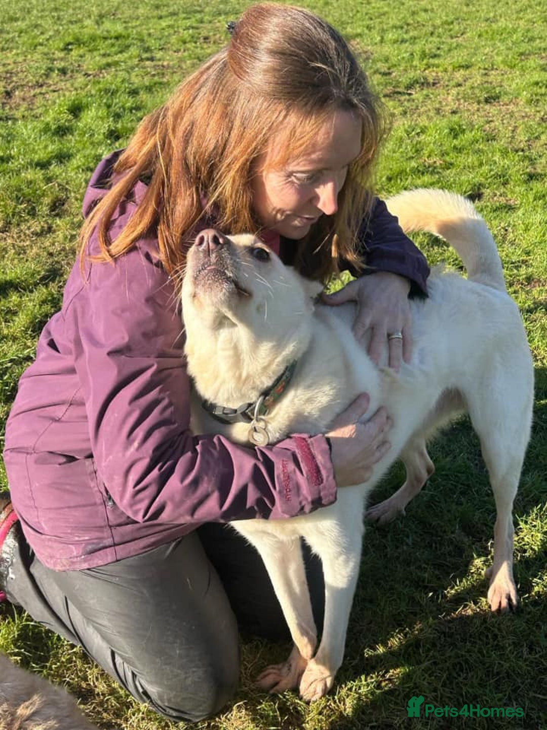 Mixed Breed dogs for adoption: Buddy - Norwich Norfolk  - Image 13