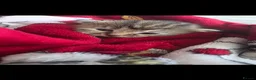 Mixed Breed cats for sale: Mixed kittens for sale  in Bilston - Advert 10