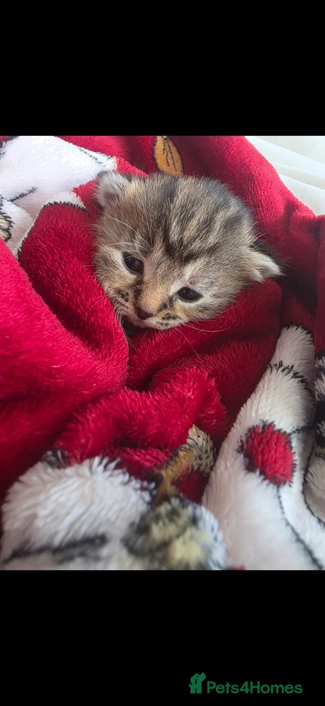 Mixed Breed cats for sale: Mixed kittens for sale  in Bilston - Advert 10