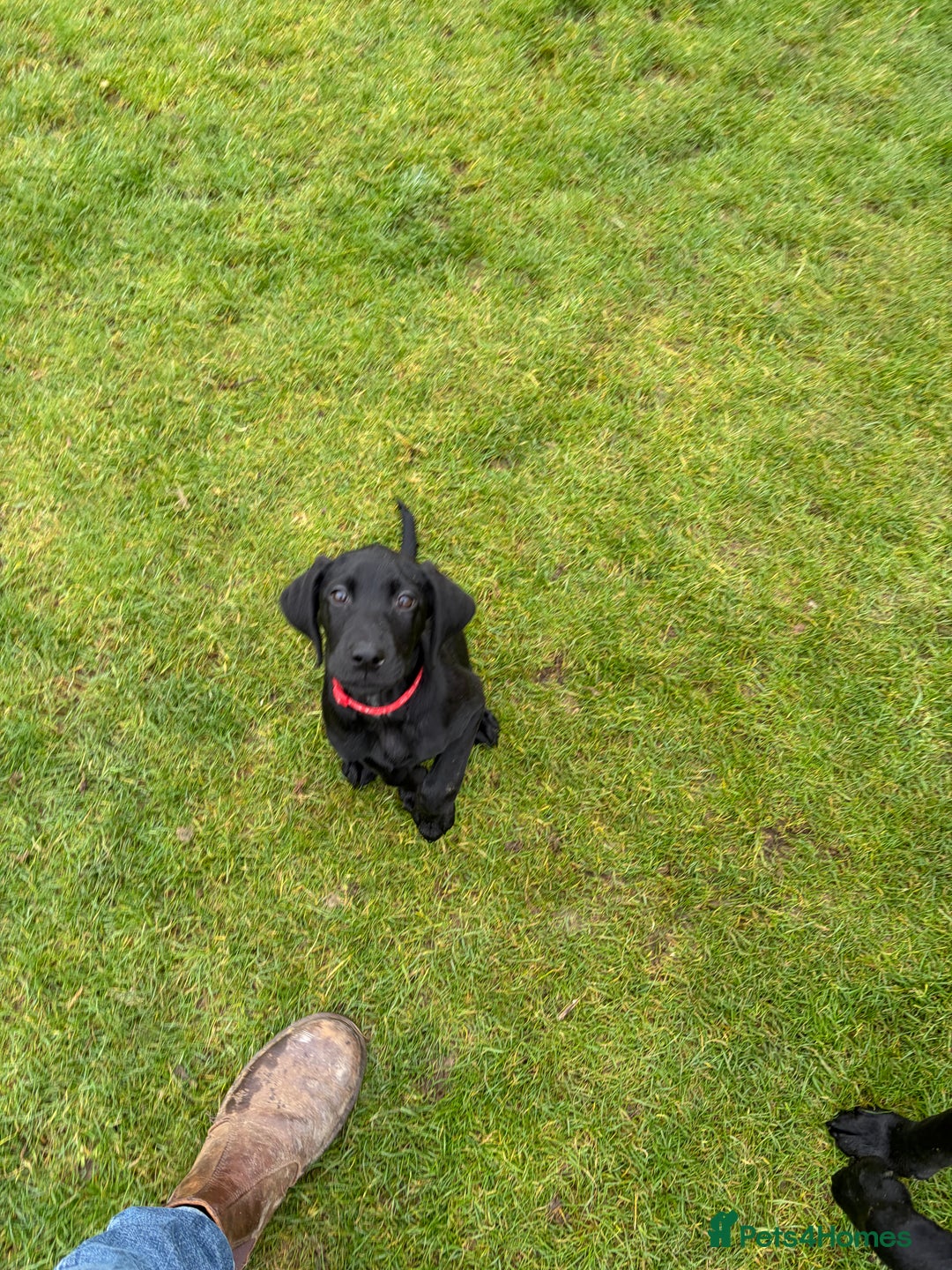 Mixed Breed dogs for sale: Black lab X GSP puppy 1 male remaining  - Advert 13