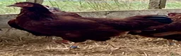 Chickens poultry for sale: Rhode Island Red - Advert 13