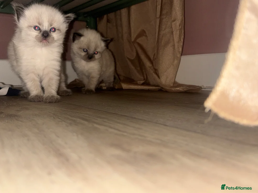 Mixed Breed cats for sale: Twin kittens - Advert 2