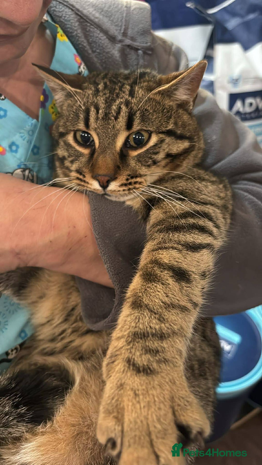 Mixed Breed cats for adoption: Tiger for adoption - Advert 4