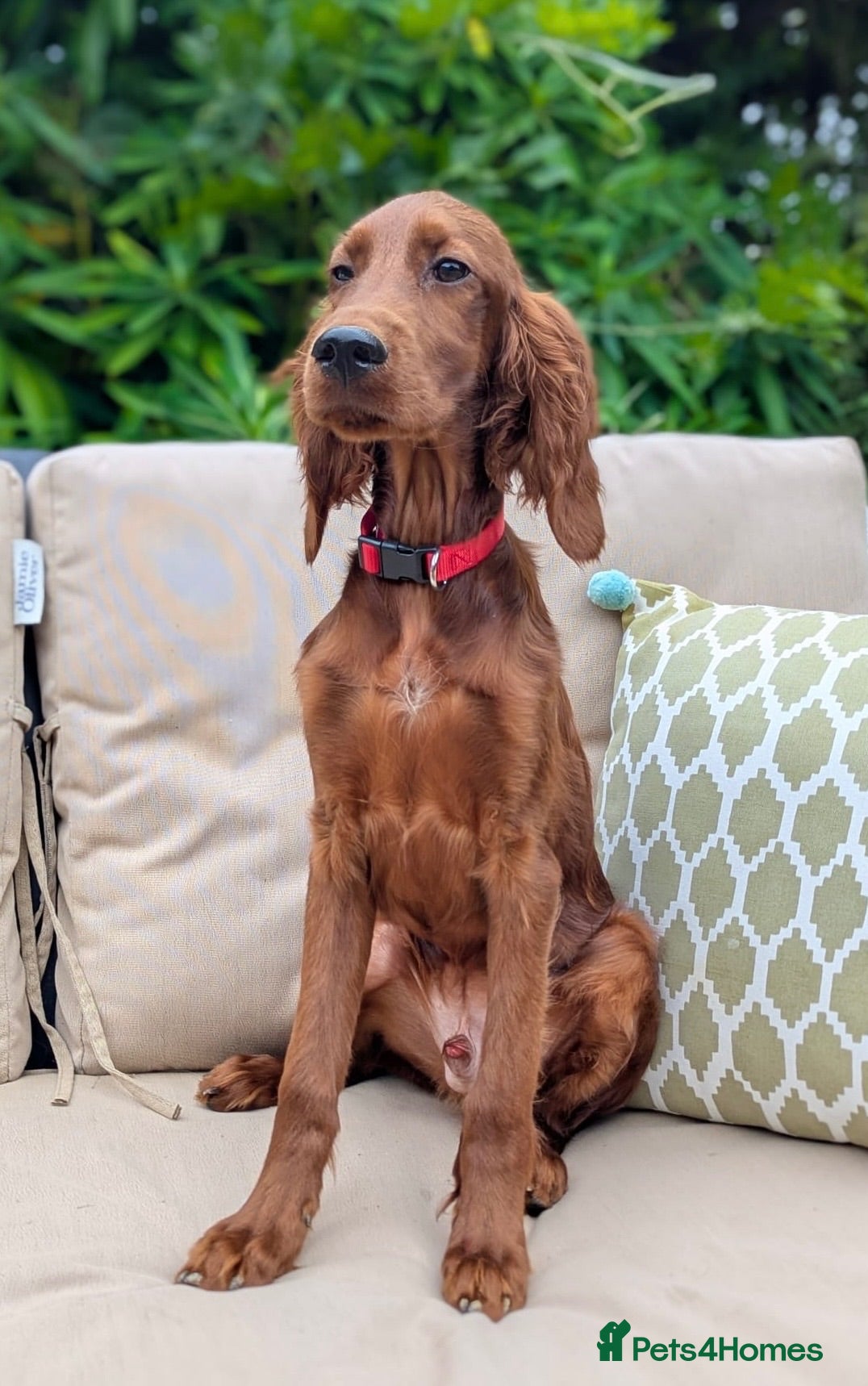 Irish Setter dogs One Boy available- KC Irish Setter Puppies - Advert 2