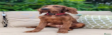Irish Setter 4