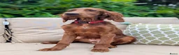 Irish Setter dogs for sale: One Boy available- KC Irish Setter Puppies - Advert 2